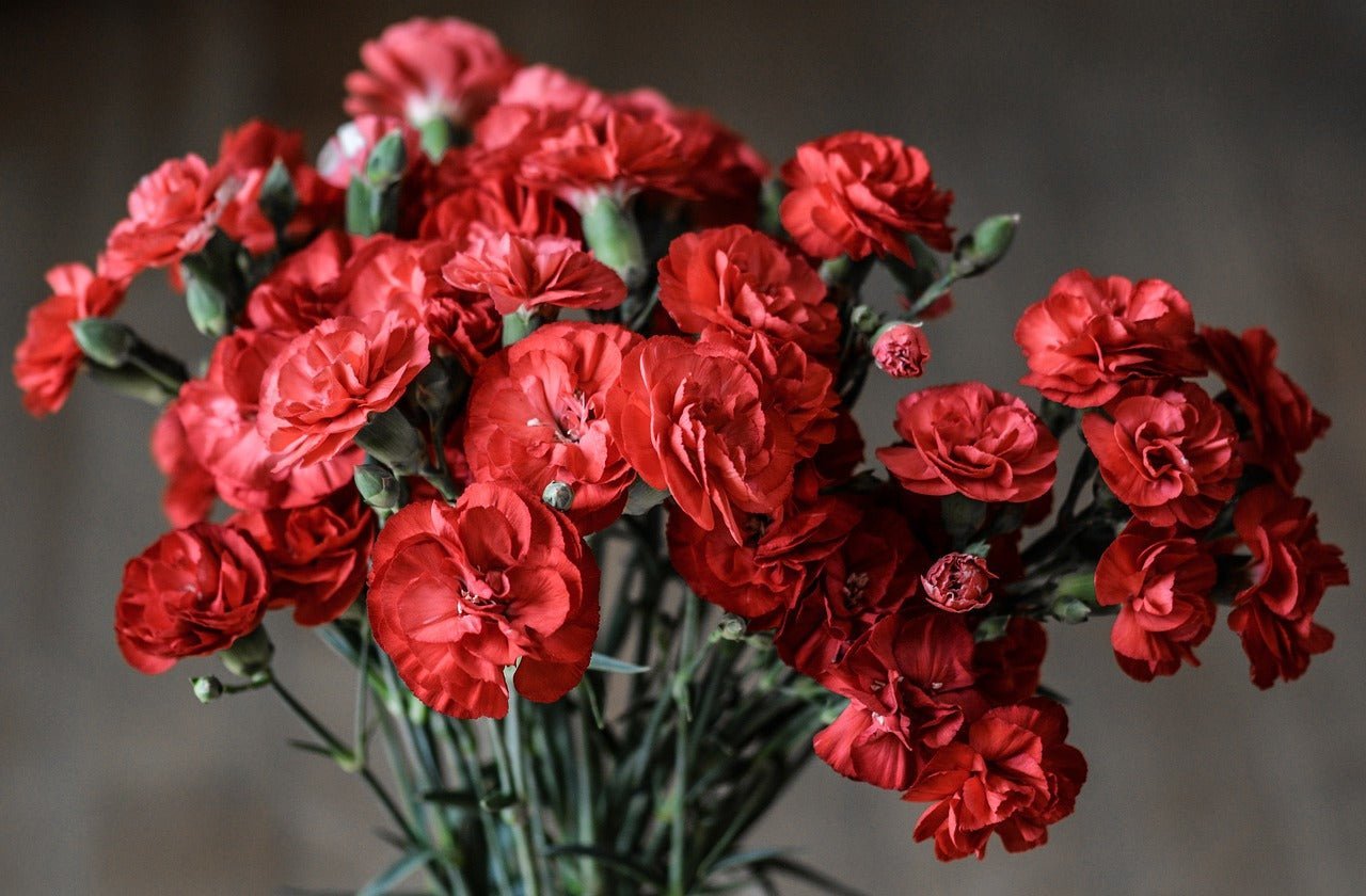Goździki: Historia, Symbolika i Znaczenie w Kulturze - Flower Store
