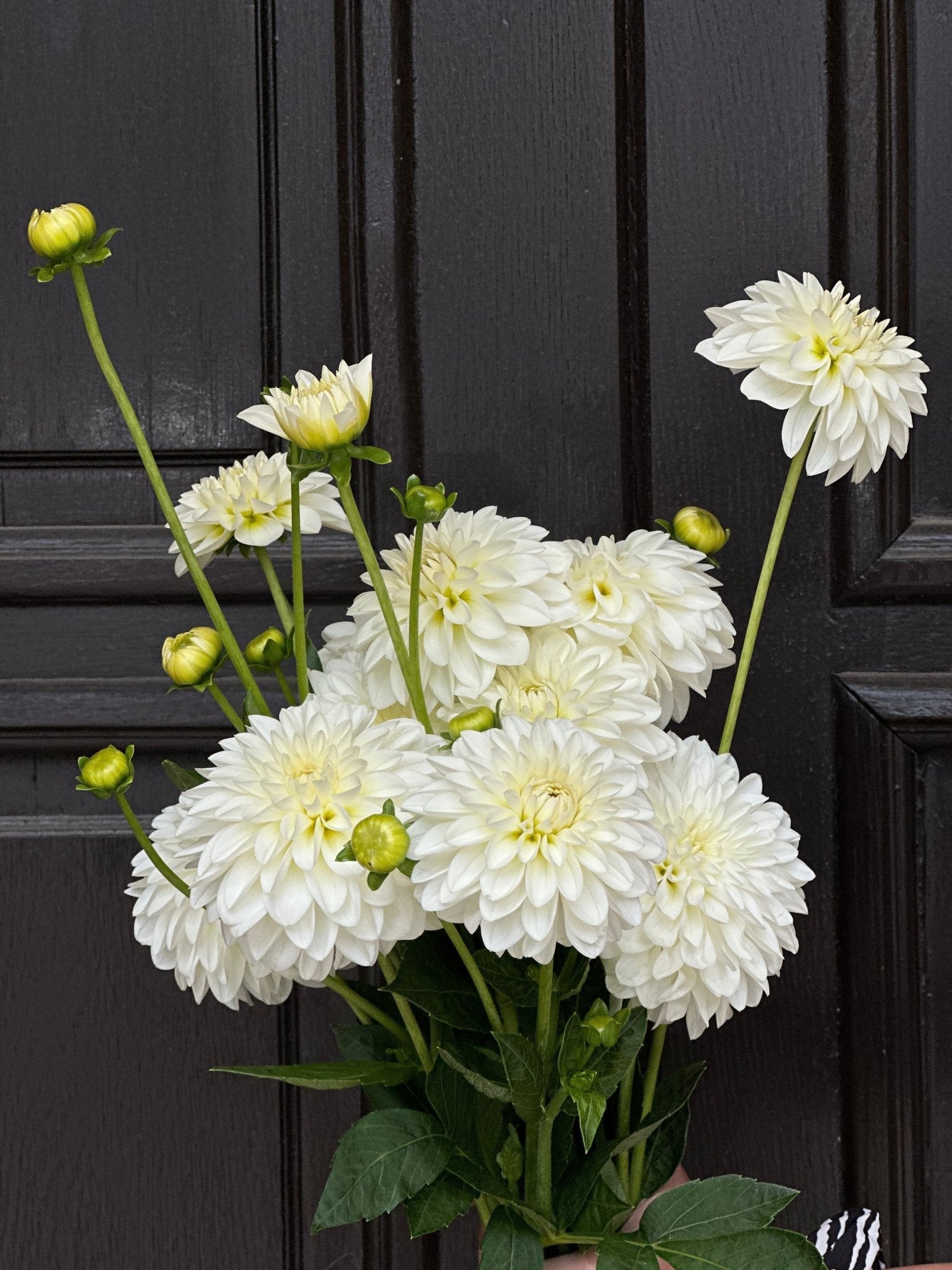 Serwis roślin biurowych w Warszawie od flowerstore.mom – na czym polega, ile kosztuje i dlaczego warto - Flower Store