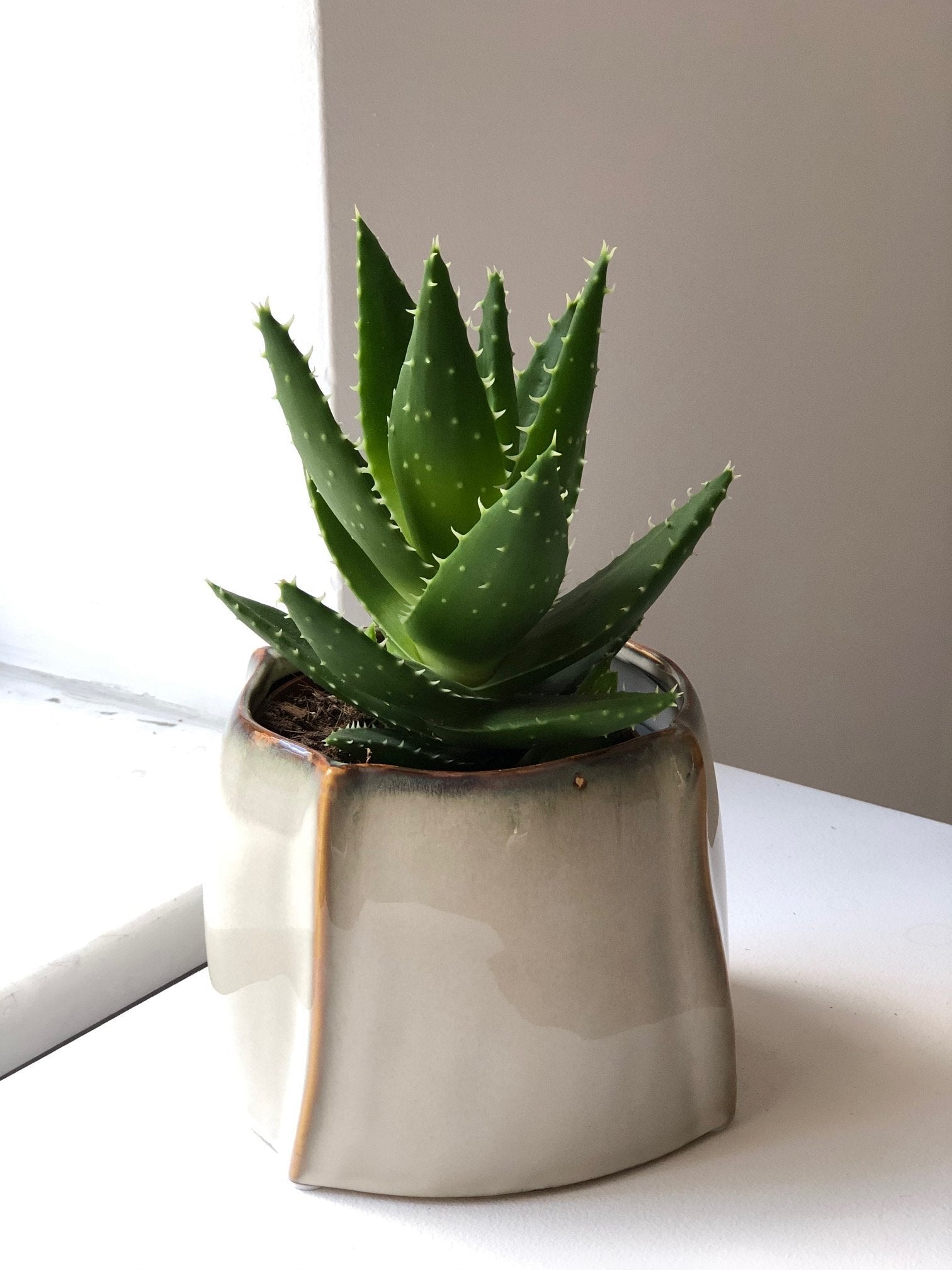 Aloes zestaw bez donicy - kwiaty Flower Store Warszawa