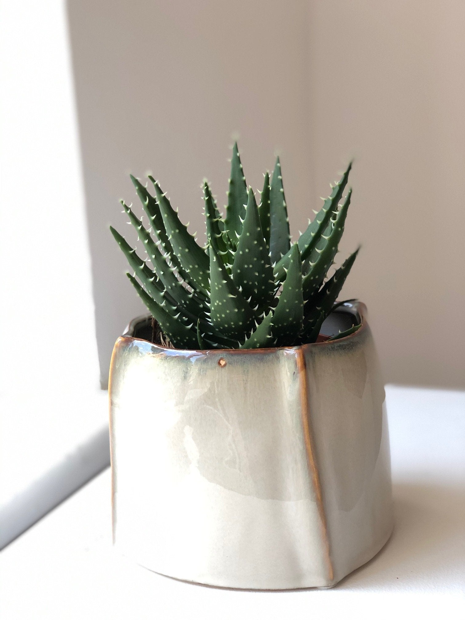 Aloes zestaw bez donicy - kwiaty Flower Store Warszawa
