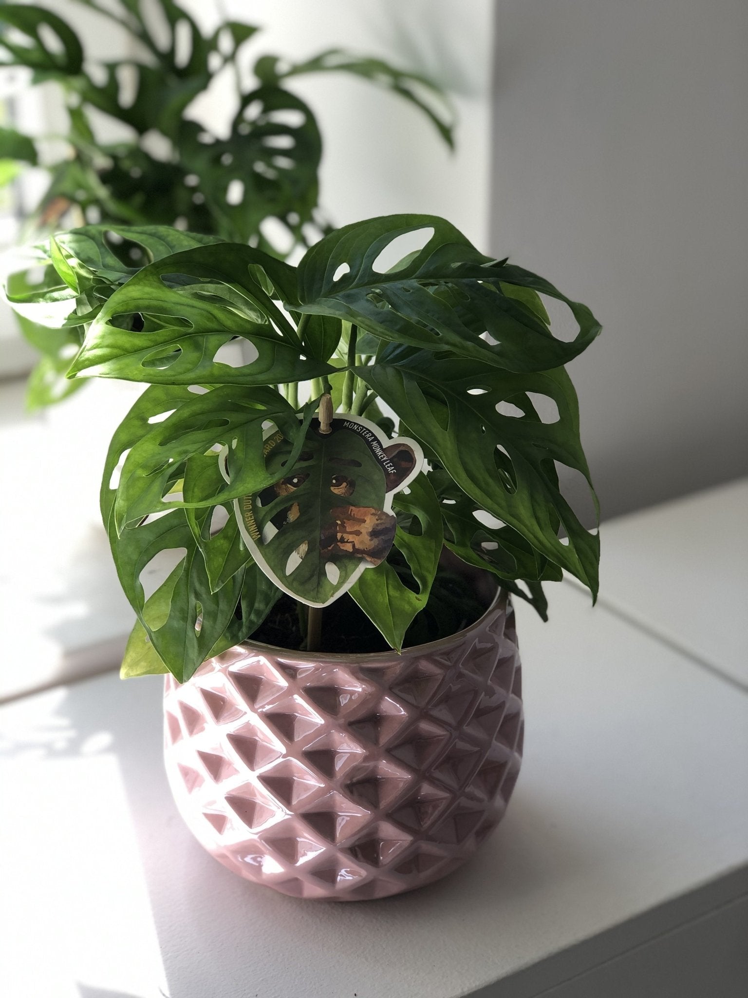 Monstera Monkey - kwiaty Flower Store Warszawa